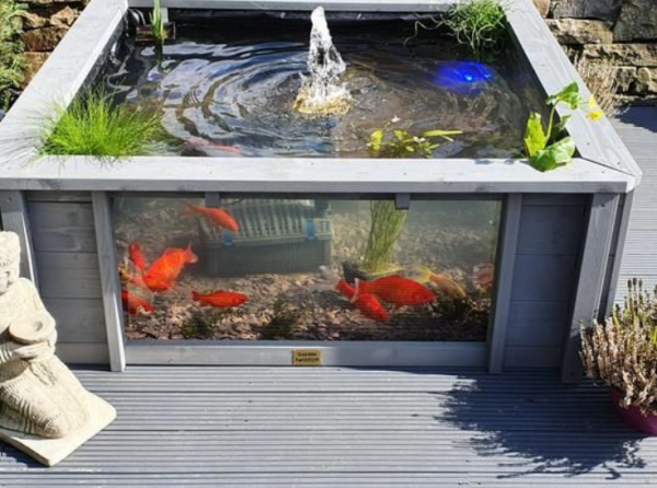 Aquarium outdoor dengan kolam air tawar dan ikan mas koki